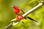 Crimson sunbird.jpg