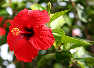 https://upload.wikimedia.org/wikipedia/commons/thumb/2/21/Hibiscus_Brilliant.jpg/320px-Hibiscus_Brilliant.jpg