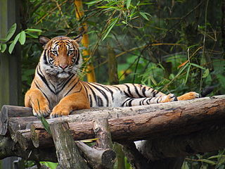 https://upload.wikimedia.org/wikipedia/commons/thumb/c/c5/MalayanTiger.jpg/320px-MalayanTiger.jpg