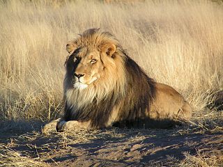 https://upload.wikimedia.org/wikipedia/commons/thumb/7/73/Lion_waiting_in_Namibia.jpg/320px-Lion_waiting_in_Namibia.jpg