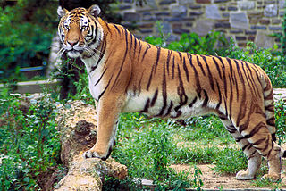 https://upload.wikimedia.org/wikipedia/commons/thumb/4/49/Panthera_tigris_tigris.jpg/320px-Panthera_tigris_tigris.jpg