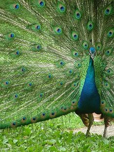 C:\Users\user\Pictures\India\360px-Peacock_with_outspread_plumes.JPG