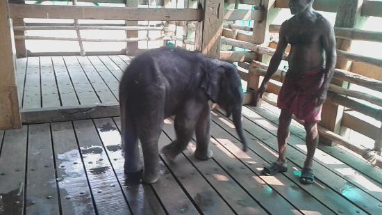 Konni Elephant Training Center