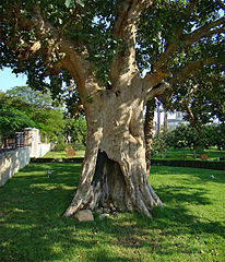 Sycamore Fig Tree
