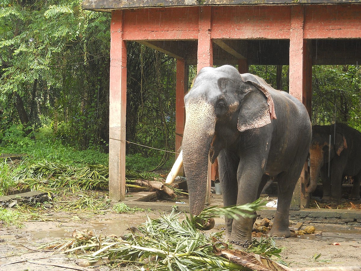 Elephant Camp at Punnathurkotta