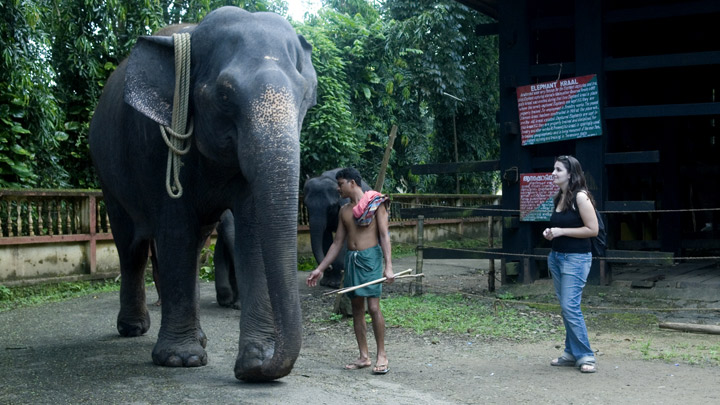 Kodanad Elephant Training Center